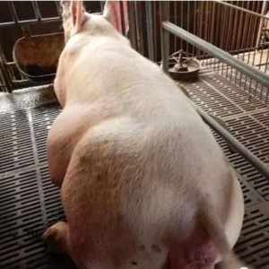 广东女子斥资10万云养猪，疾病来袭难退款，网络投资需谨慎