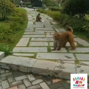 猴子下山造访贵州大学宿舍，校园生态引关注