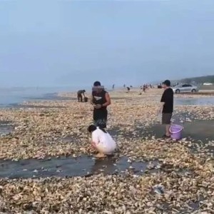 广东海滩退潮现生蚝盛宴，市民乐享自然馈赠