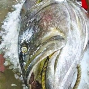 福建渔民捕获海中巨无霸，1.8米巨型石斑鱼惊现，引发网友热议