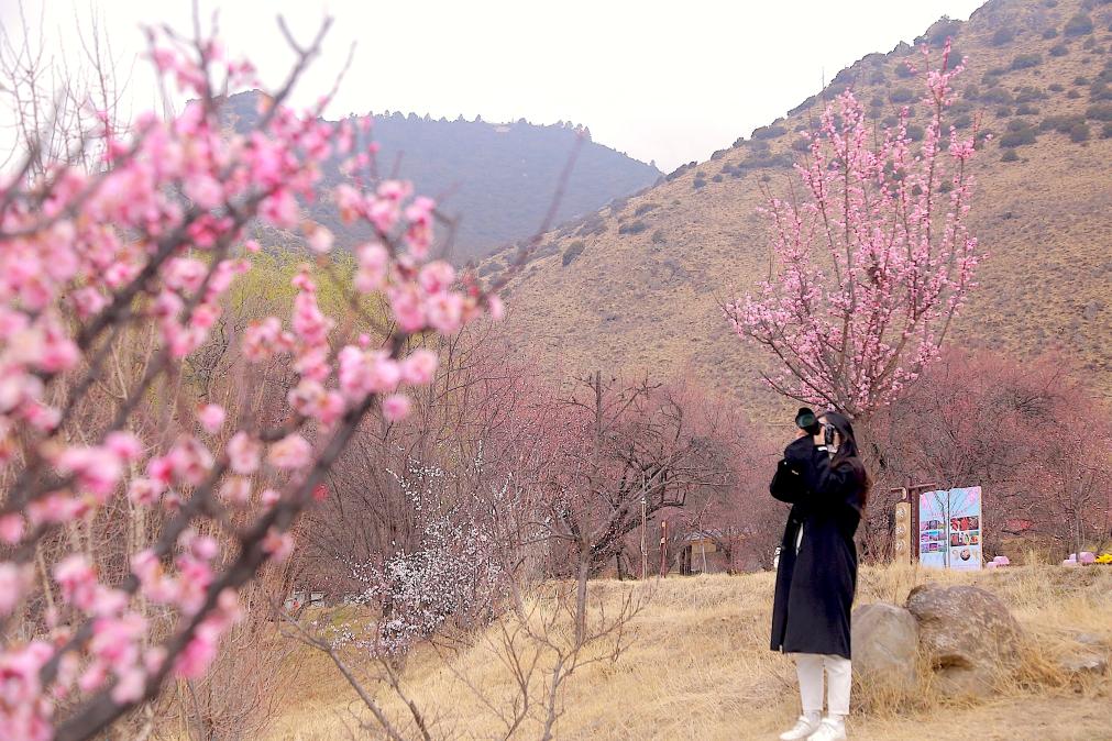 总书记牵挂的桃花源开出致富花，广东乡村的振兴之路