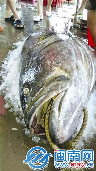 福建渔民捕获海中巨无霸，1.8米巨型石斑鱼惊现，引发网友热议