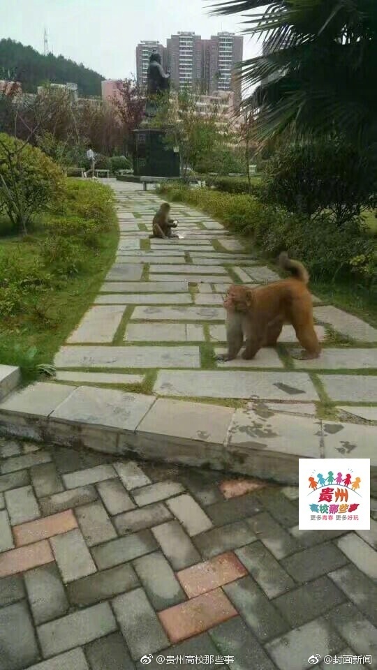 猴子下山造访贵州大学宿舍，校园生态引关注