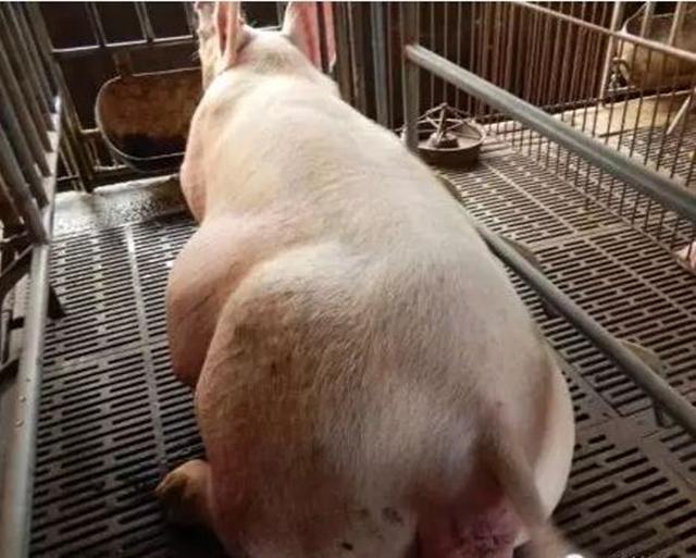 广东女子斥资10万云养猪，疾病来袭难退款，网络投资需谨慎