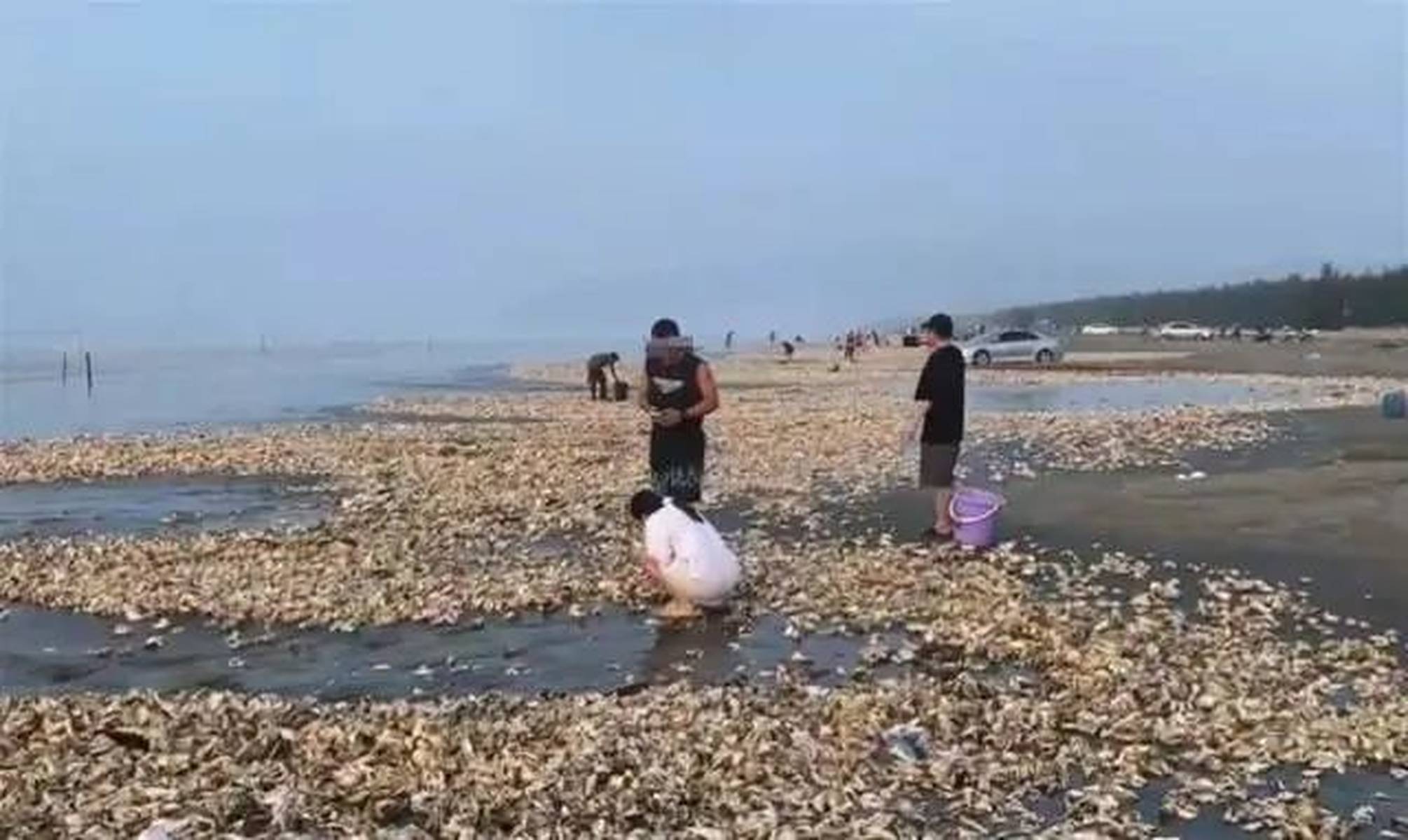 广东海滩退潮现生蚝盛宴，市民乐享自然馈赠